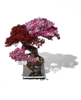 RE BONSAI