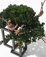 RE BONSAI