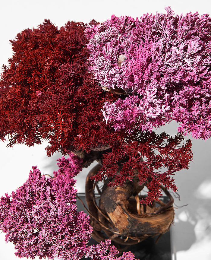 RE BONSAI – 買えるLEON