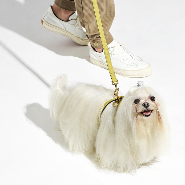 BONAVENTURA × FRIDA Firenze ペット リード シュリンクレザー