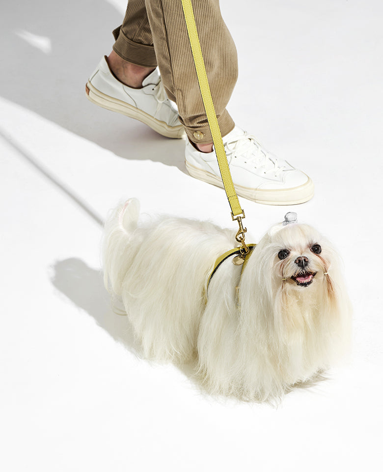 BONAVENTURA × FRIDA Firenze ペット リード シュリンクレザー