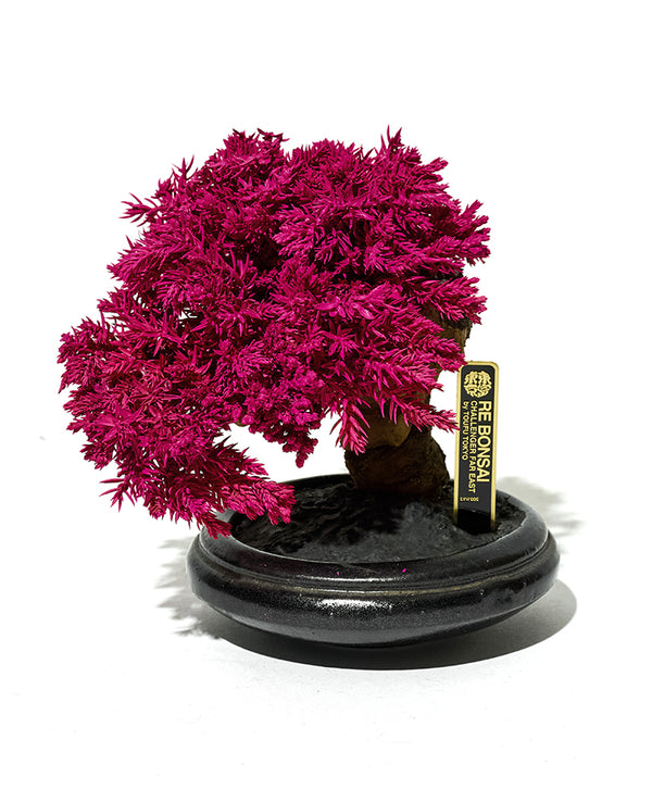 RE BONSAI