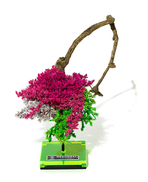 RE BONSAI