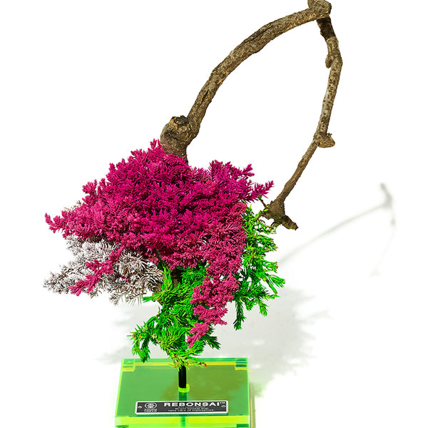 1125BONSAI_002_001_600x600_cro