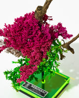 RE BONSAI