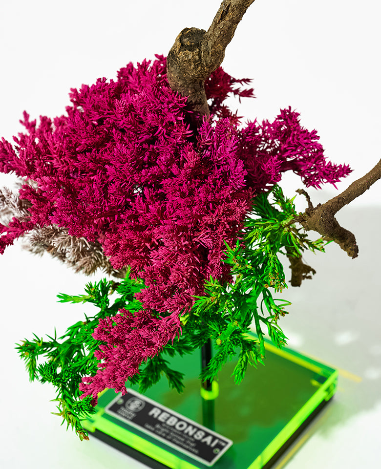 RE BONSAI