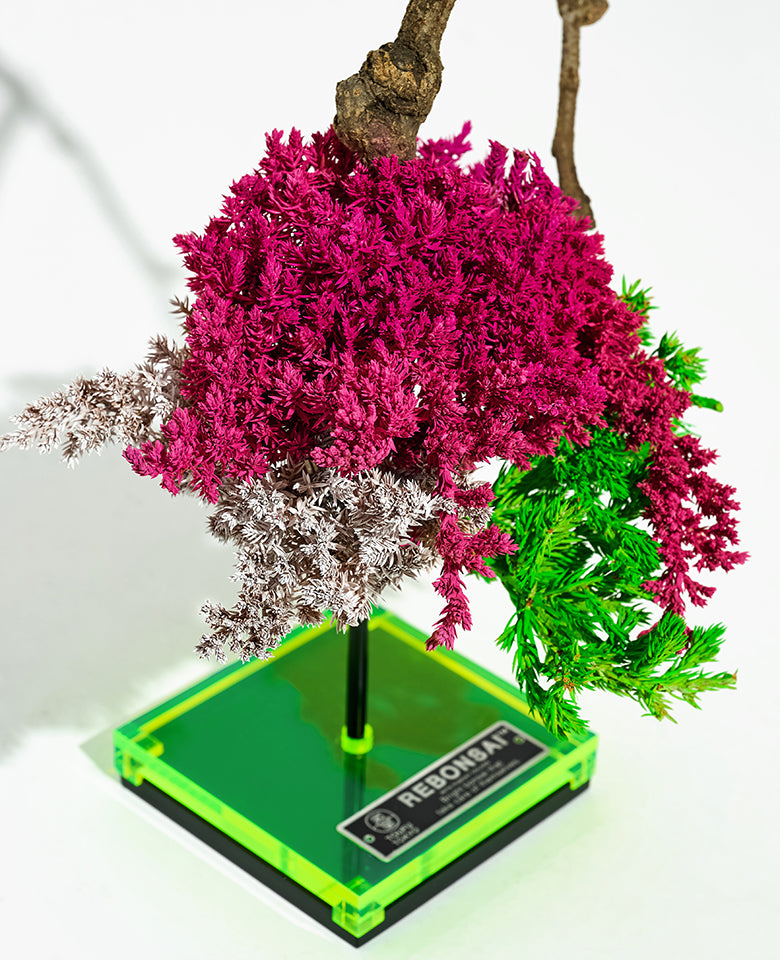 RE BONSAI