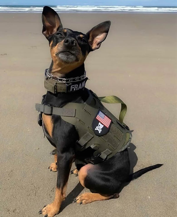 M4 Tactical MOLLE Vest Laser Cut